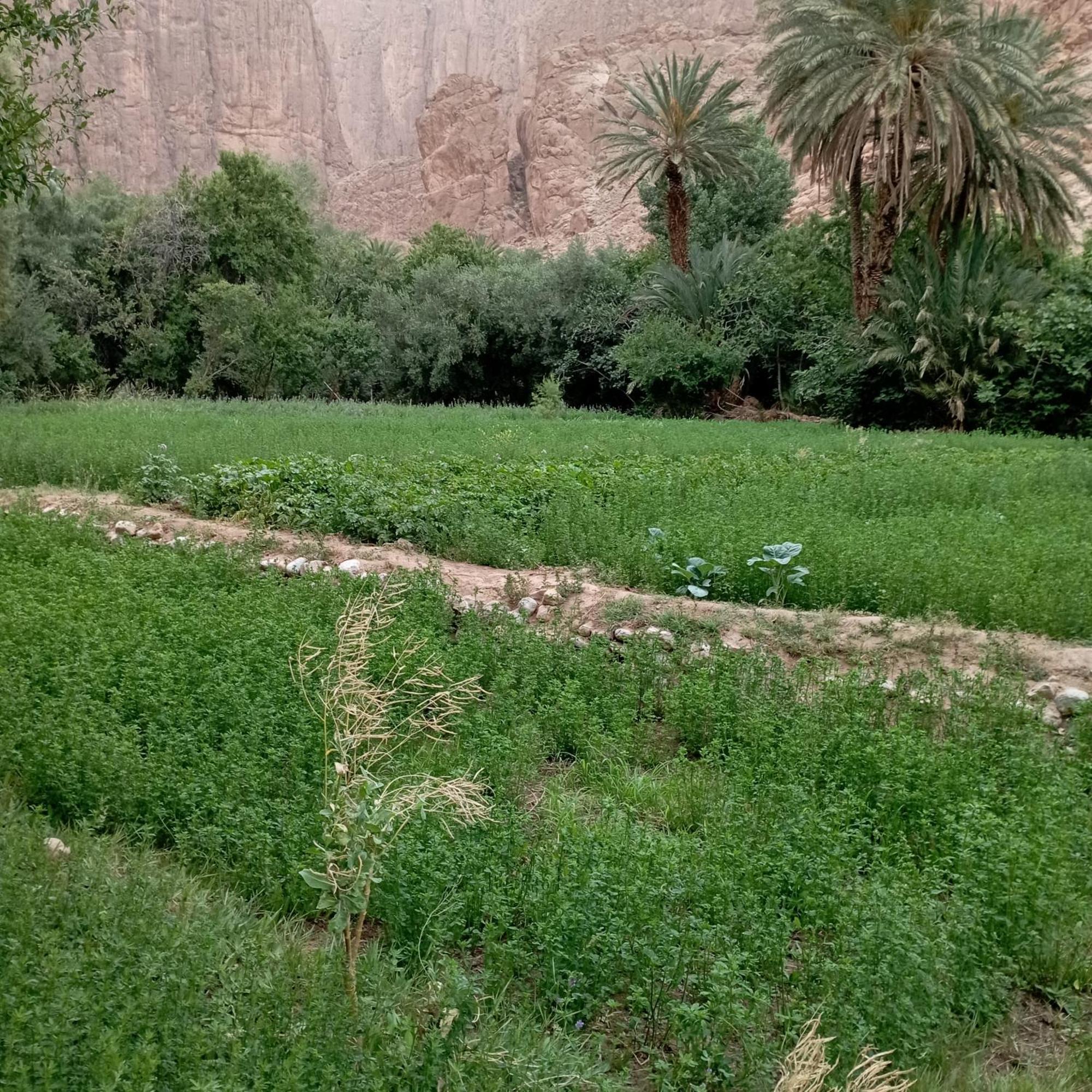 Riad La Fleur Aït Baha Δωμάτιο φωτογραφία